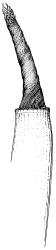 Pseudocrossidium crinitum, capsule with peristome. Drawn from Australian material H.V. Ratkowsky H 104, HO 303000.
 Image: R.D. Seppelt © R.D.Seppelt All rights reserved